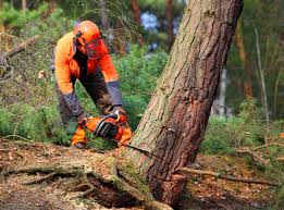 Trusted Portola Valley, CA Tree Care  Experts